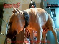 Dog fucks a cute zoophilia girl in fishnets